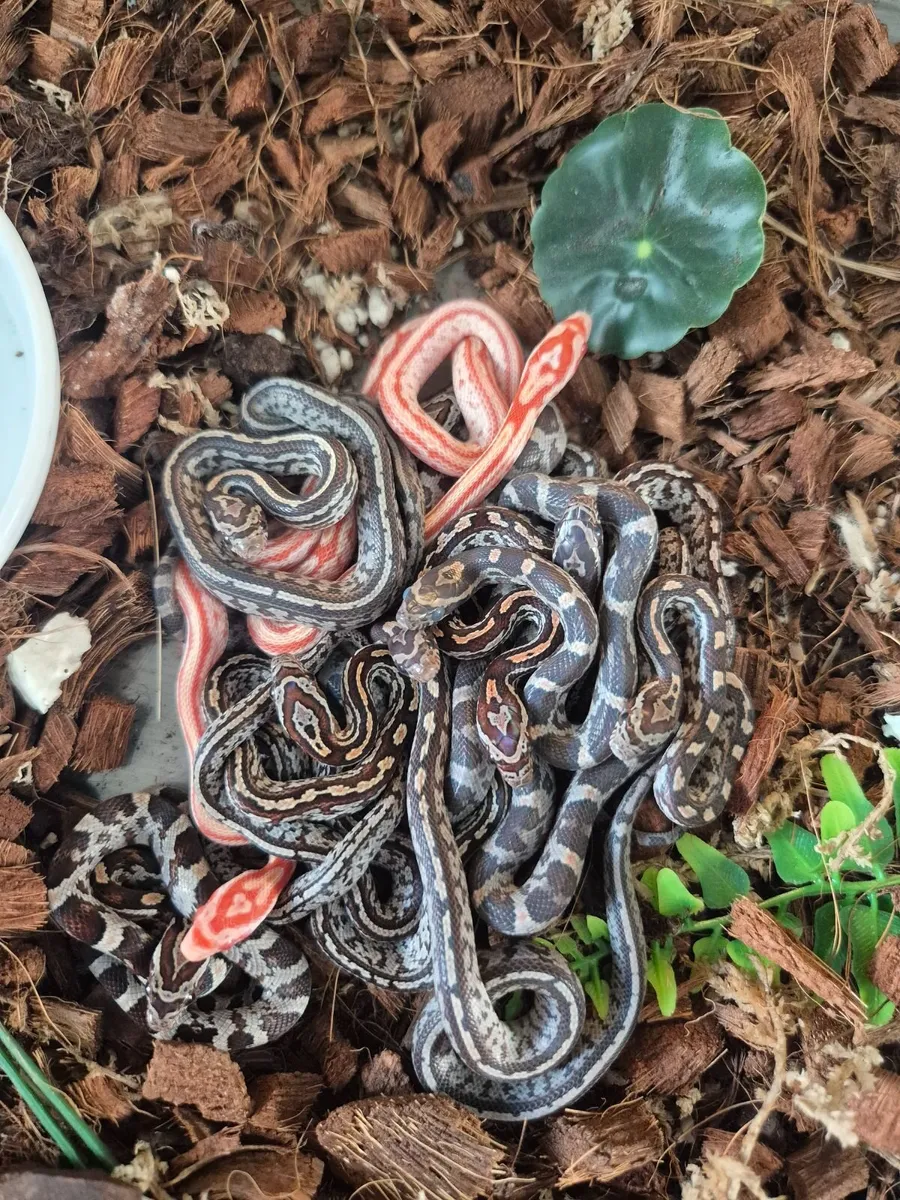 Baby corn snake - Image 1