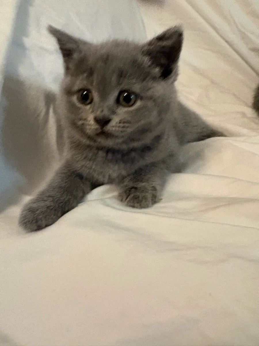 British shorthair kittens- Blue & Lilac - Image 1