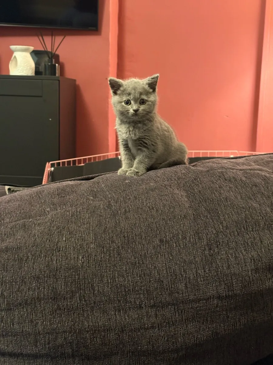 British shorthair kittens- Blue & Lilac - Image 2