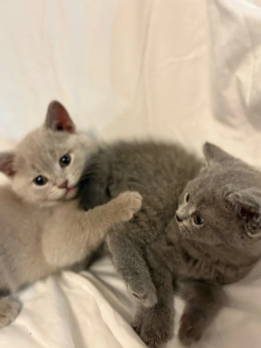 British shorthair kittens- Blue & Lilac - Image 3