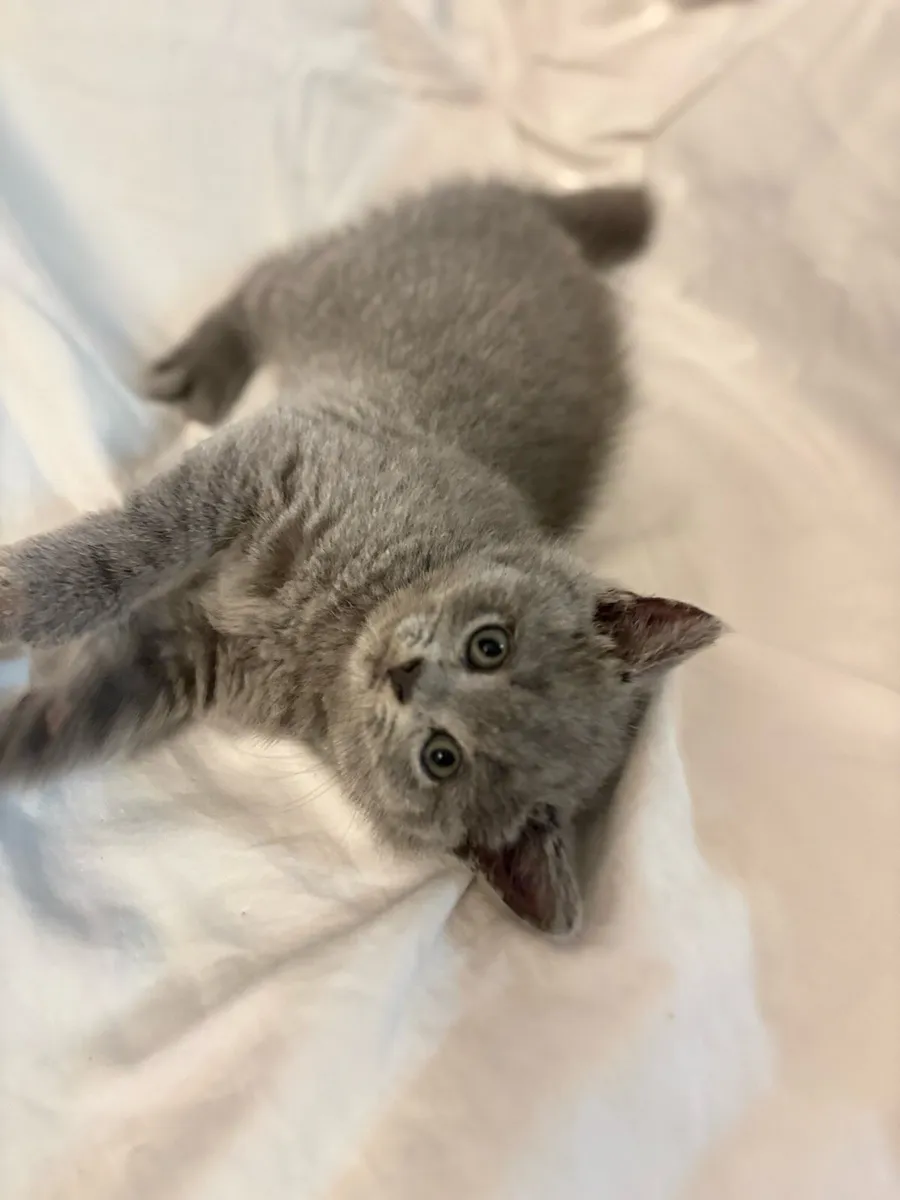 British shorthair kittens- Blue & Lilac - Image 4