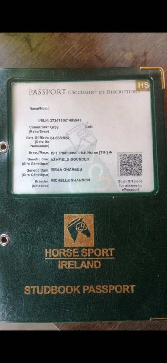 Ashfield bouncer gelding - Image 2