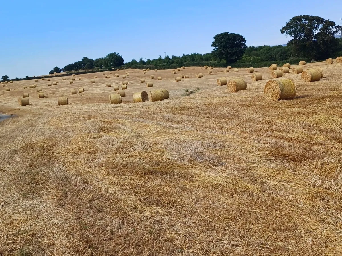 Barley Straw 4 x 4 Round Bales - Image 2