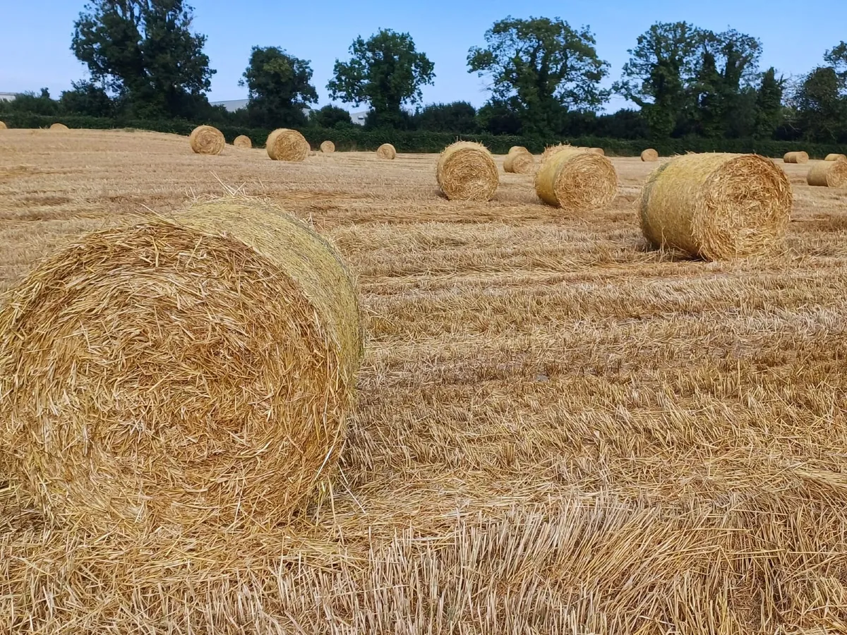 Barley Straw 4 x 4 Round Bales - Image 1