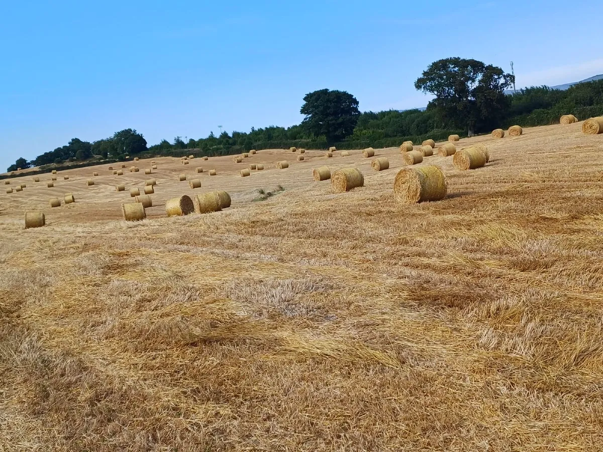 Barley Straw 4 x 4 Round Bales - Image 3