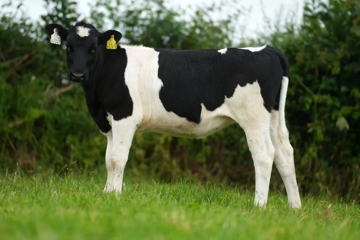 Heifer calves - Image 3