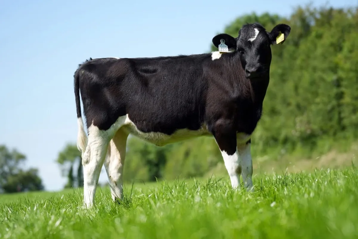 Heifer calves - Image 2