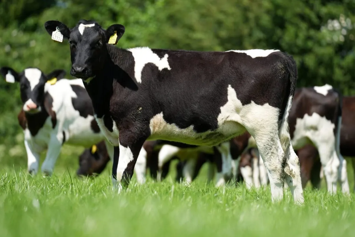 Heifer calves - Image 4