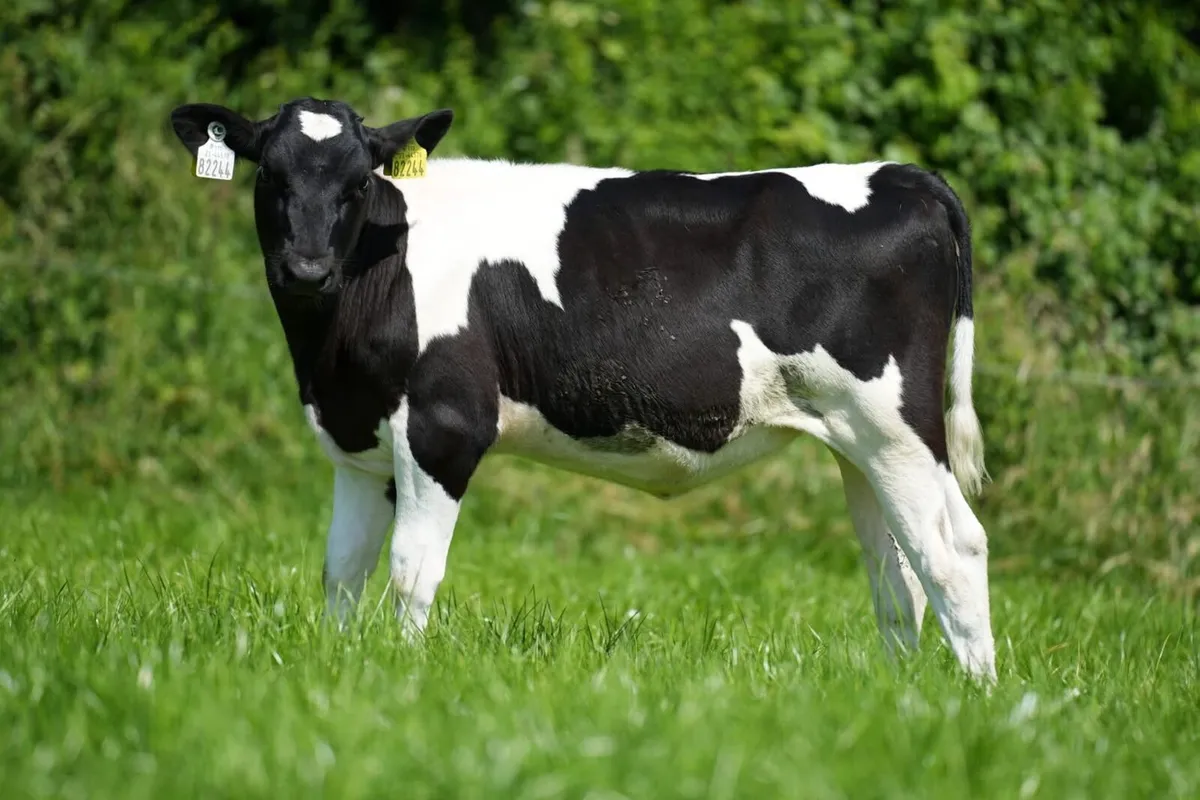 Heifer calves - Image 1