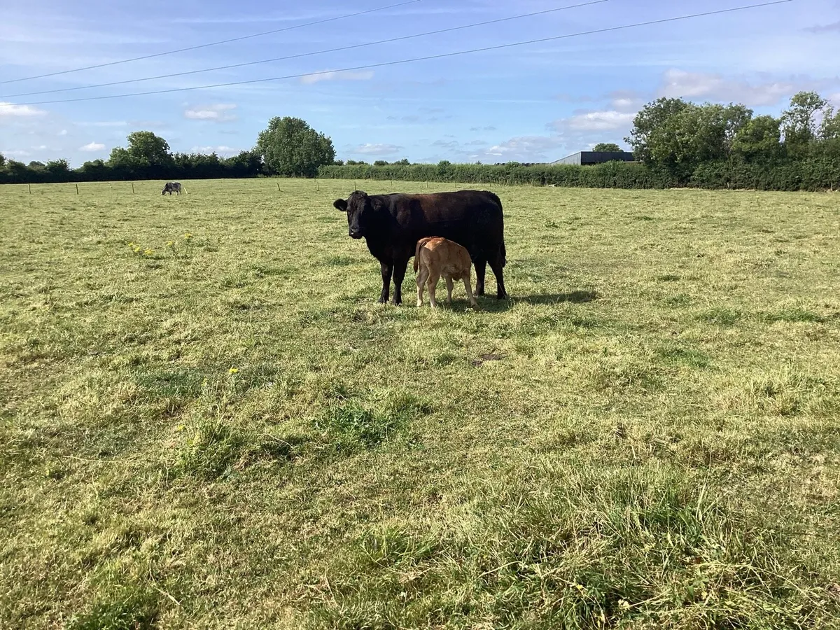 Cow and bull calf - Image 2