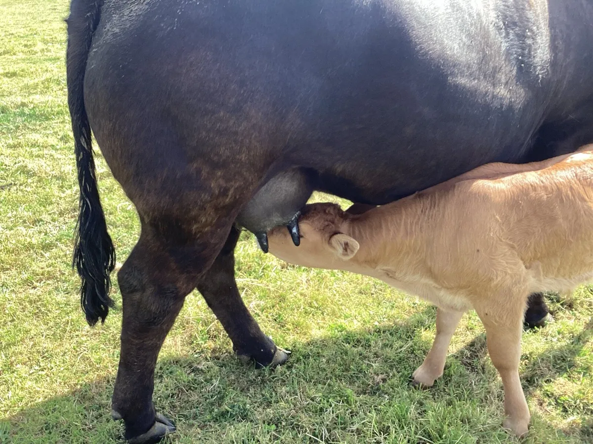 Cow and bull calf - Image 3