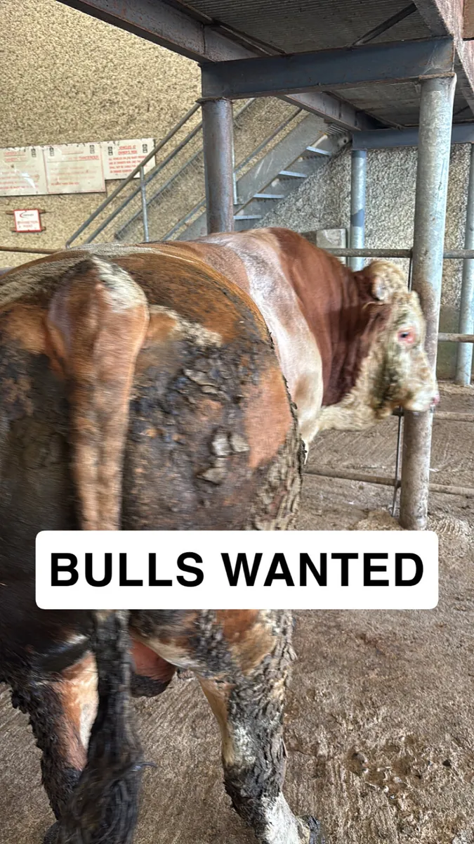 WANTED- BULLS - NATIONWIDE