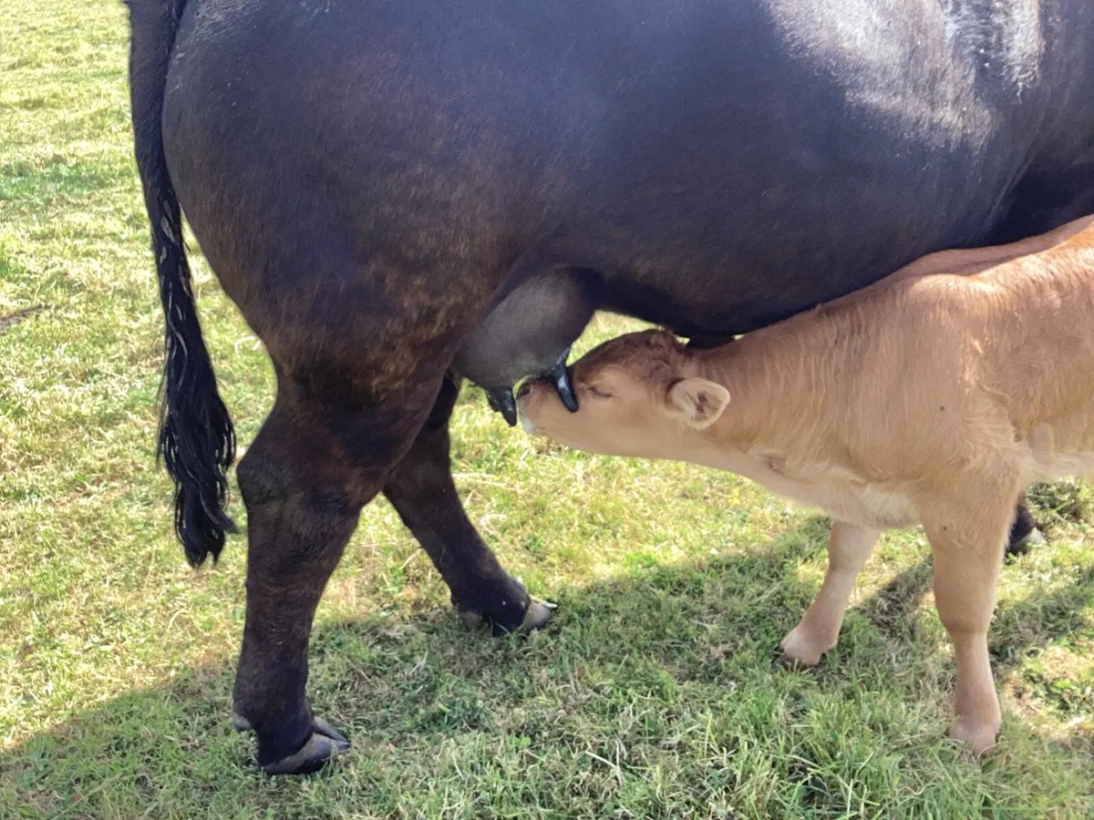 Cow and bull calf - Image 4