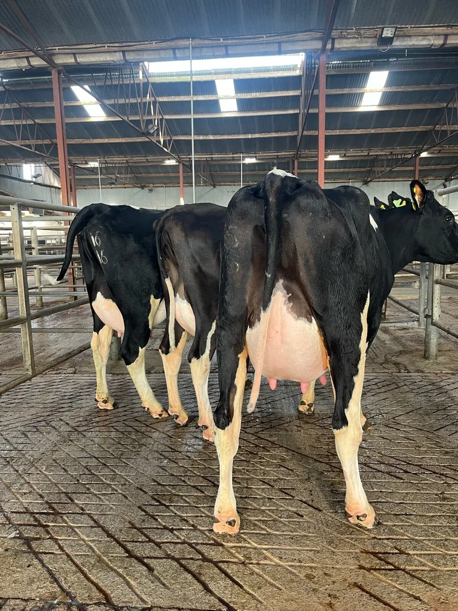 Carnaross dairy sale TODAY - Image 1