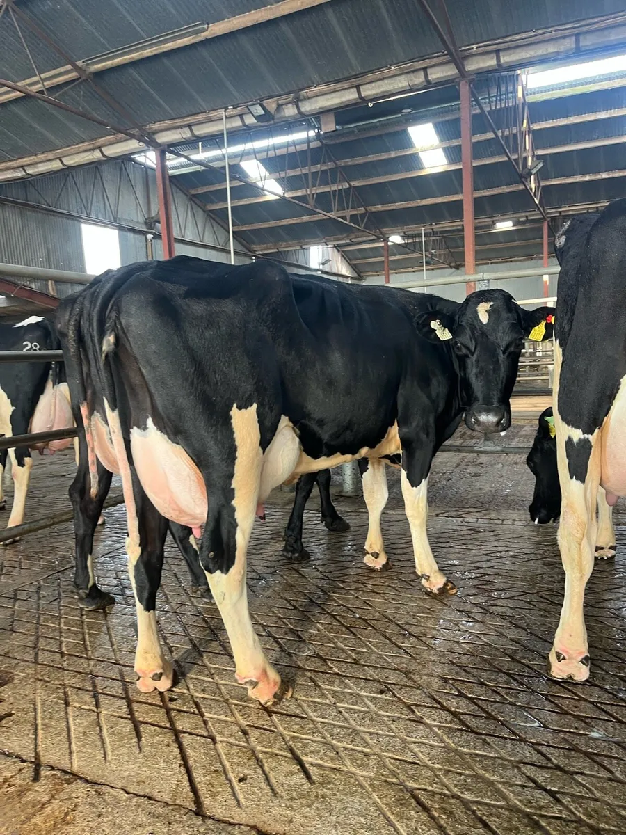Carnaross dairy sale TODAY - Image 2