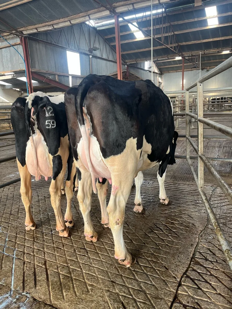 Carnaross dairy sale TODAY - Image 3