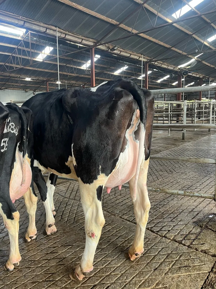 Carnaross dairy sale TODAY - Image 4