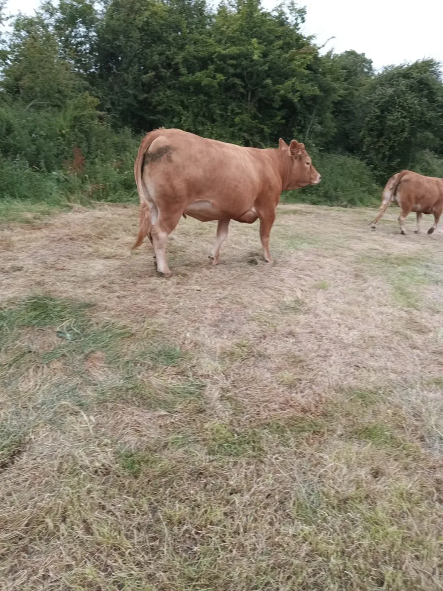 7 Springers Heifers - Image 3