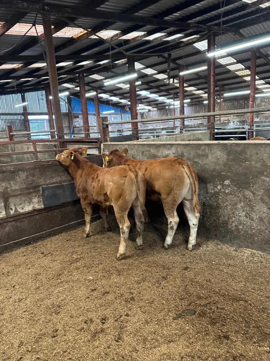 Lim bullocks - Image 1