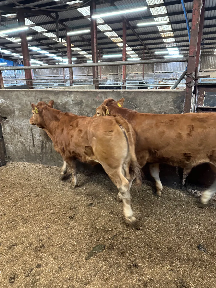 Lim bullocks - Image 2