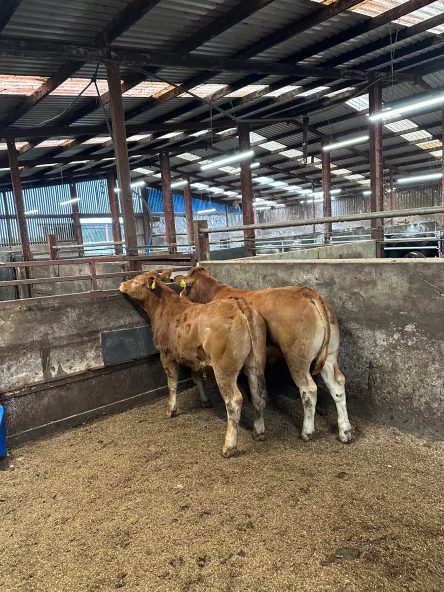 Lim bullocks - Image 3