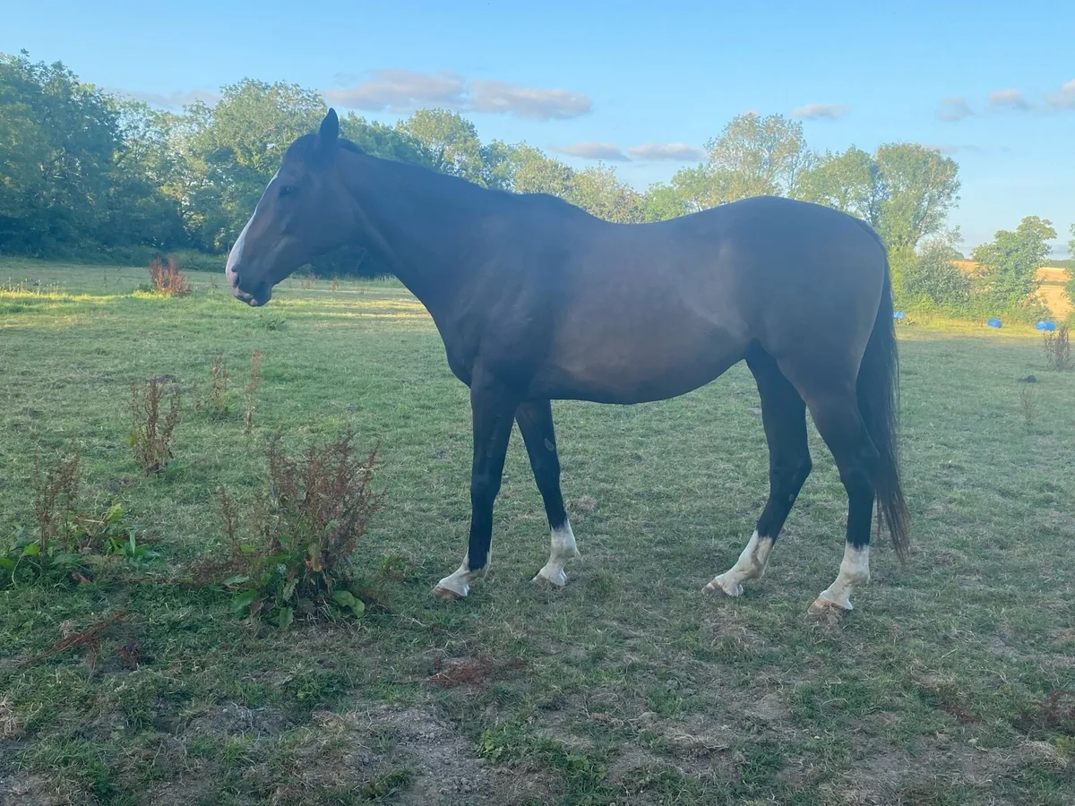Beautiful retired racehorse - Image 2