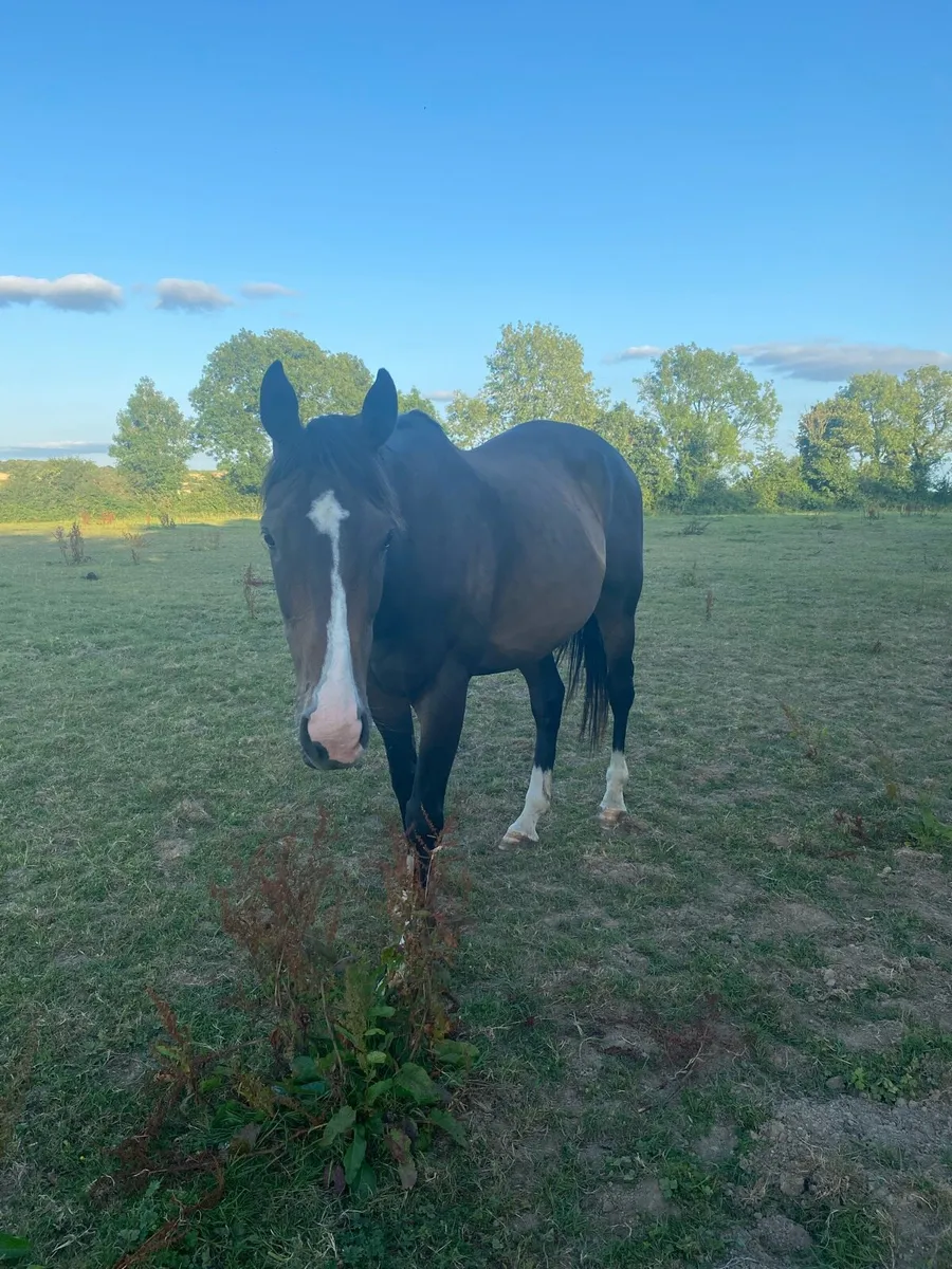 Beautiful retired racehorse - Image 1