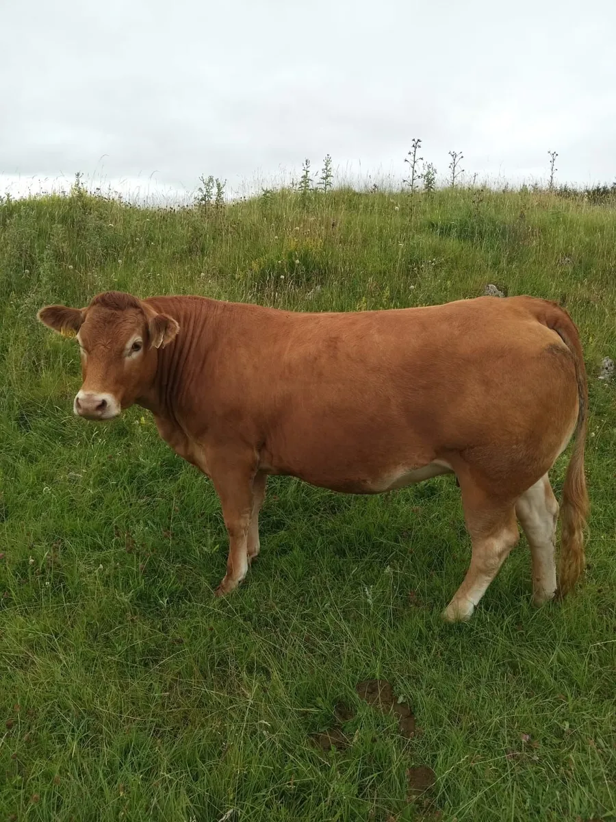 7 Springers Heifers - Image 1