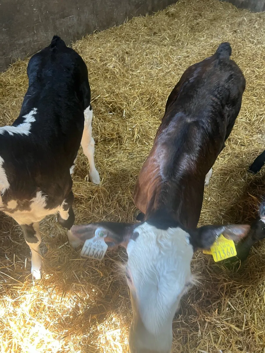 Suck calfs for sale - Image 1