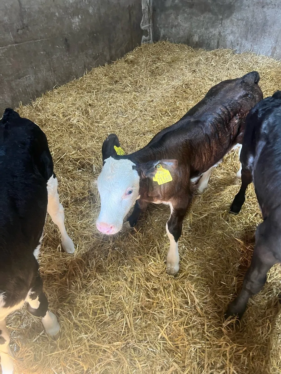 Suck calfs for sale - Image 2