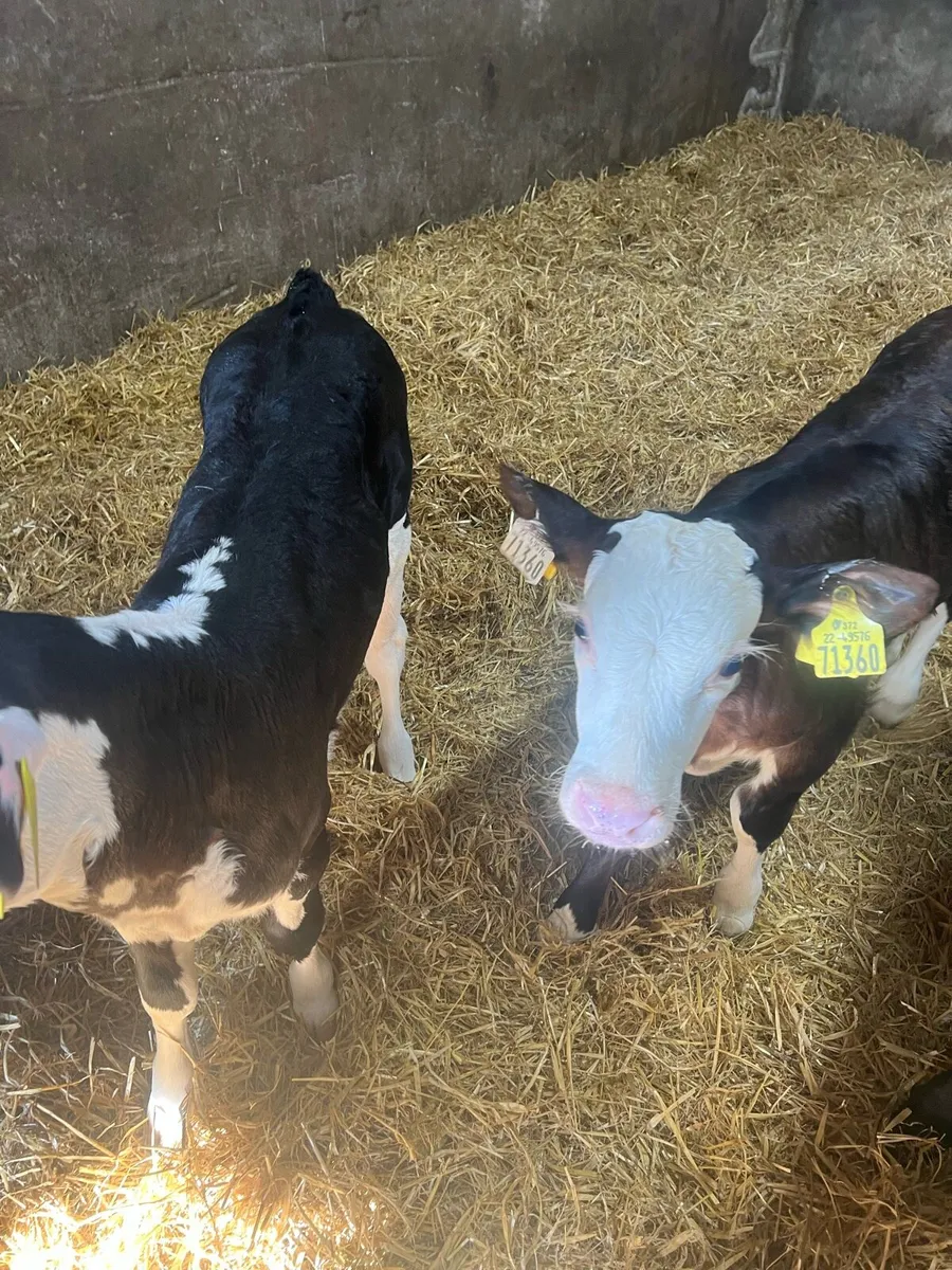 Suck calfs for sale - Image 3