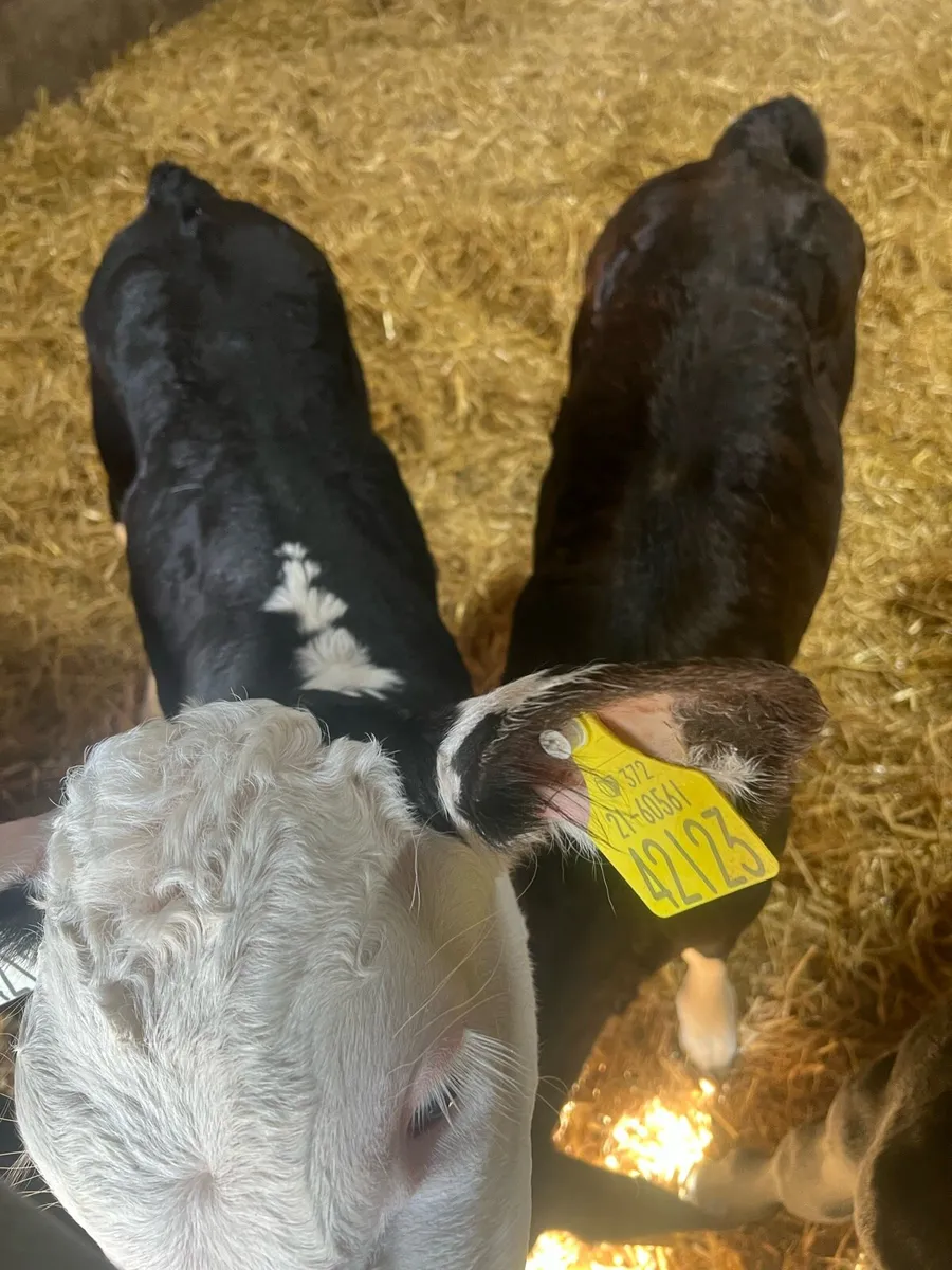 Suck calfs for sale - Image 4