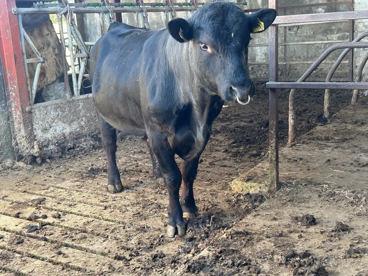 Aberdeen Angus Bull