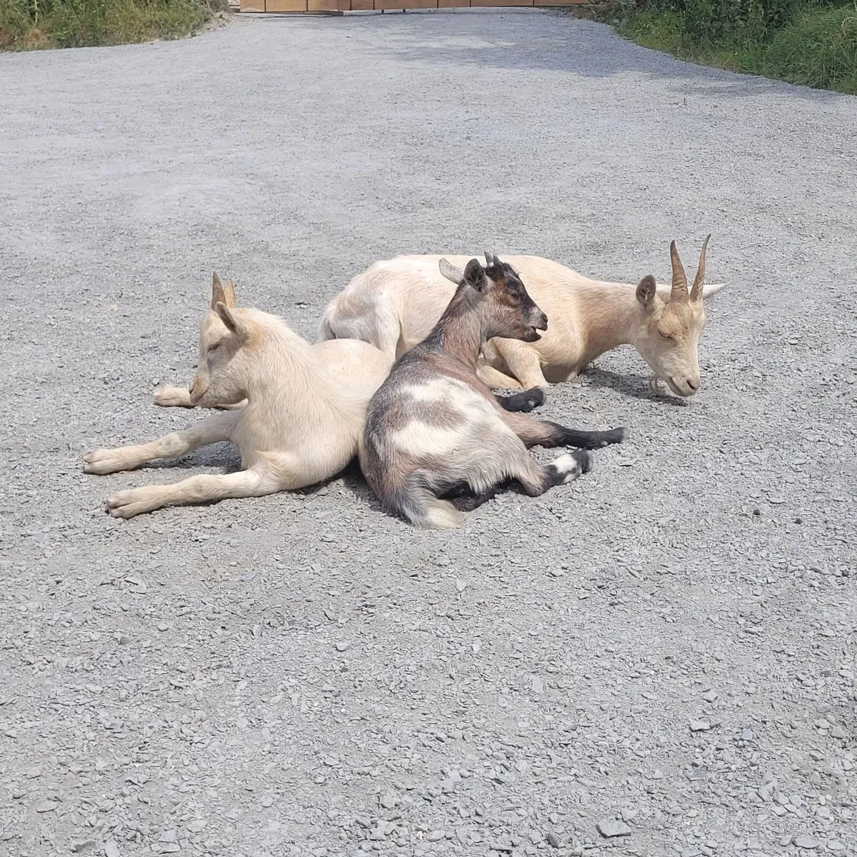 Pygmy cross goats - Image 1