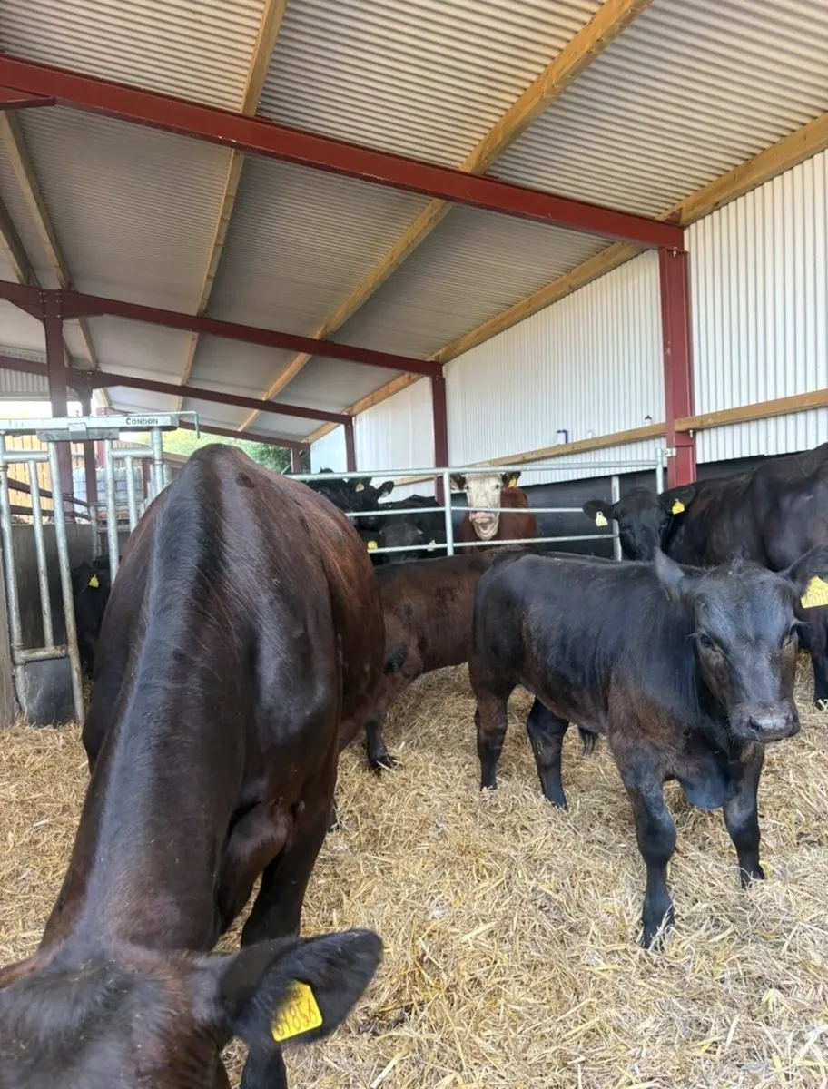 3 smashing first calving angus cows 🔥 - Image 3