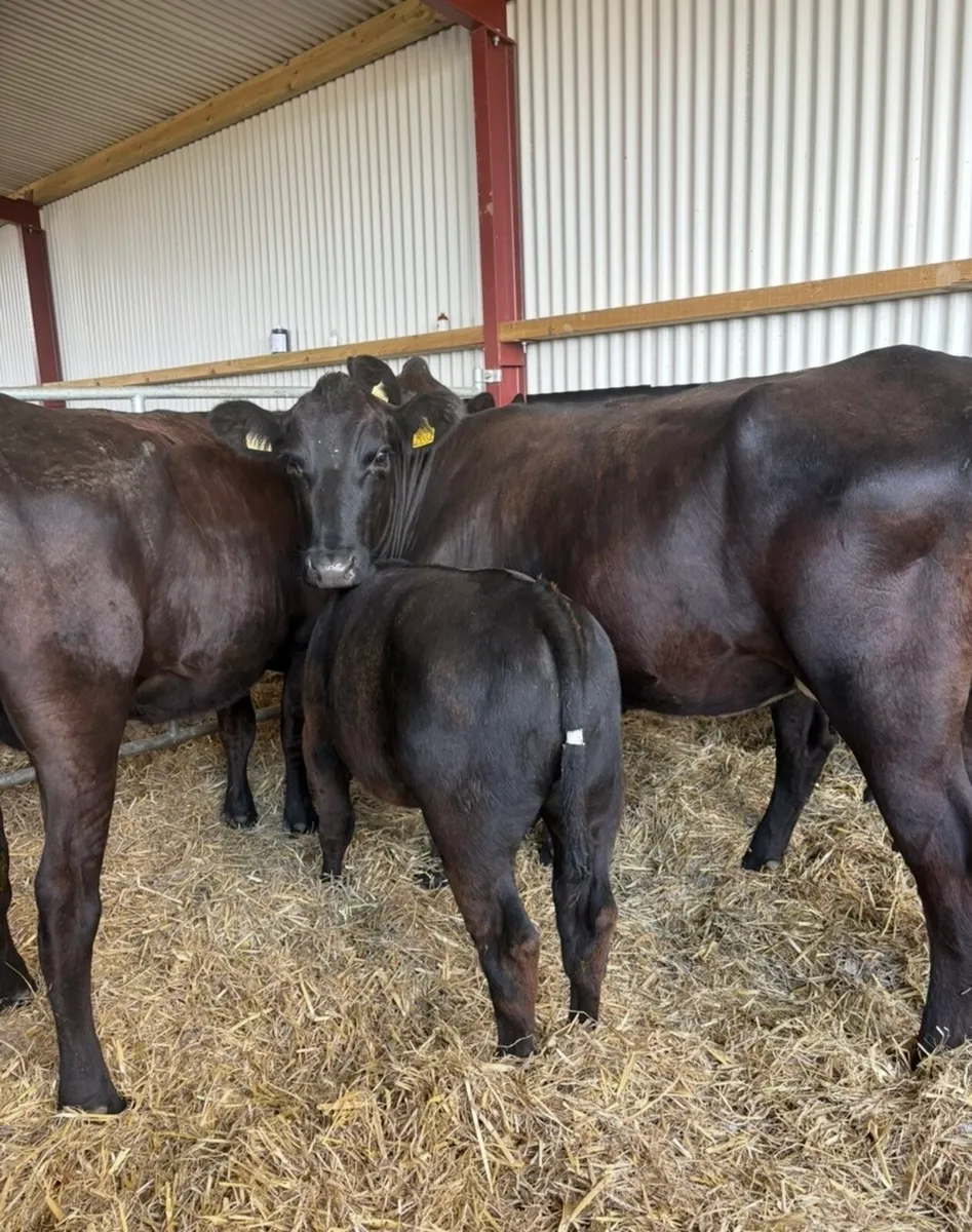 3 smashing first calving angus cows 🔥 - Image 4
