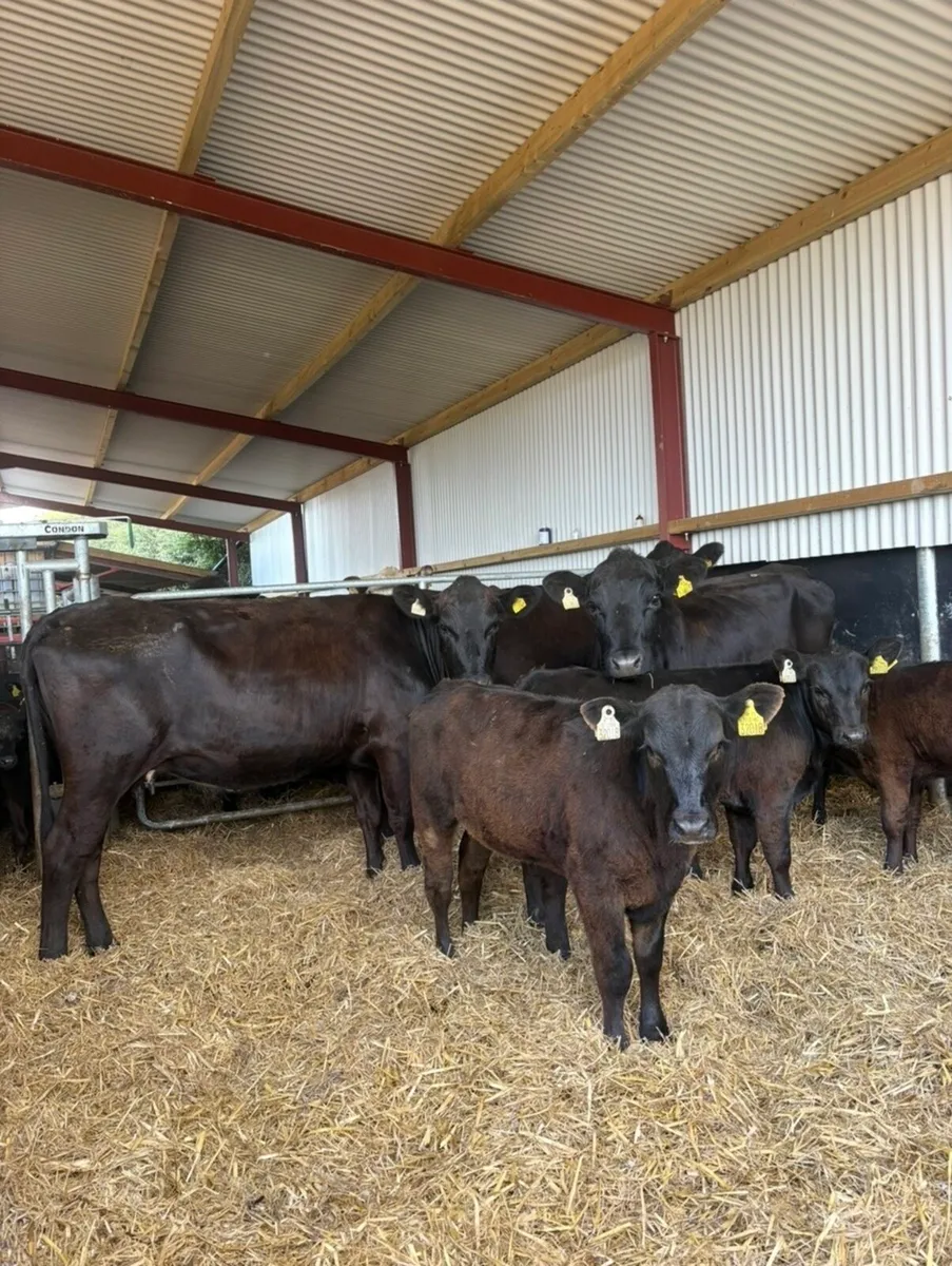 3 smashing first calving angus cows 🔥 - Image 1