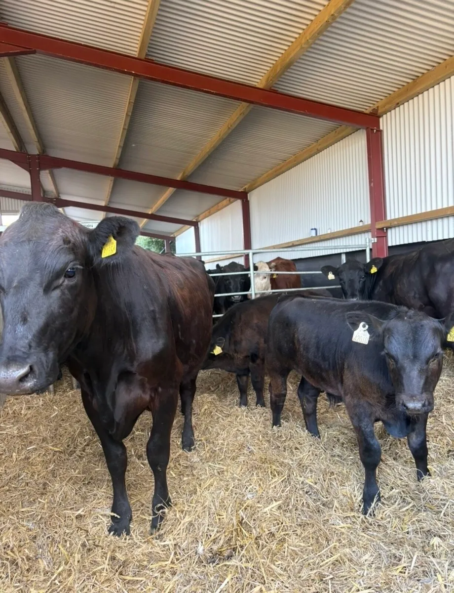 3 smashing first calving angus cows 🔥 - Image 2