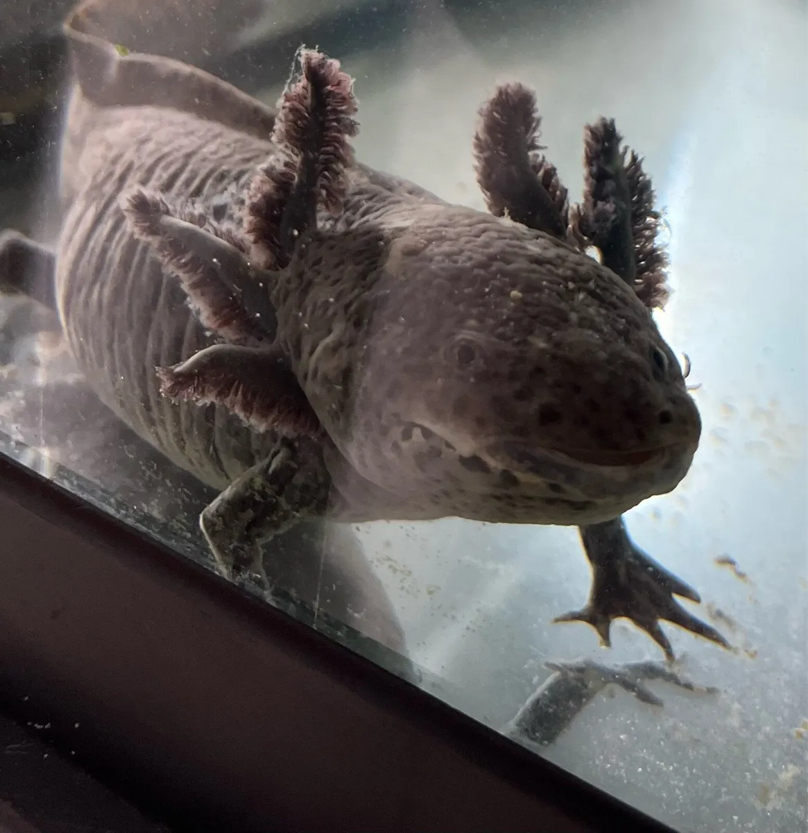 Axolotl tank - Image 1