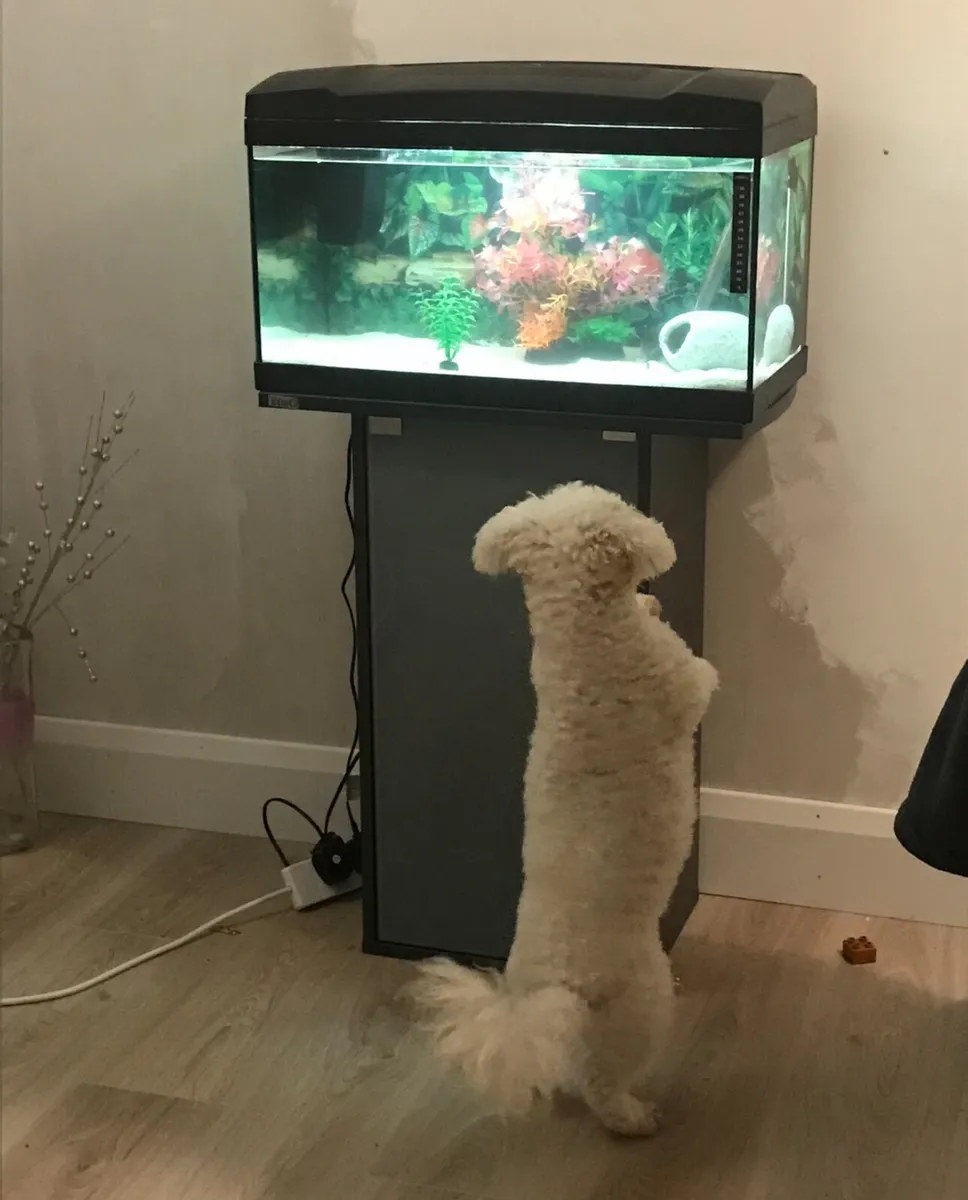 Axolotl tank - Image 2