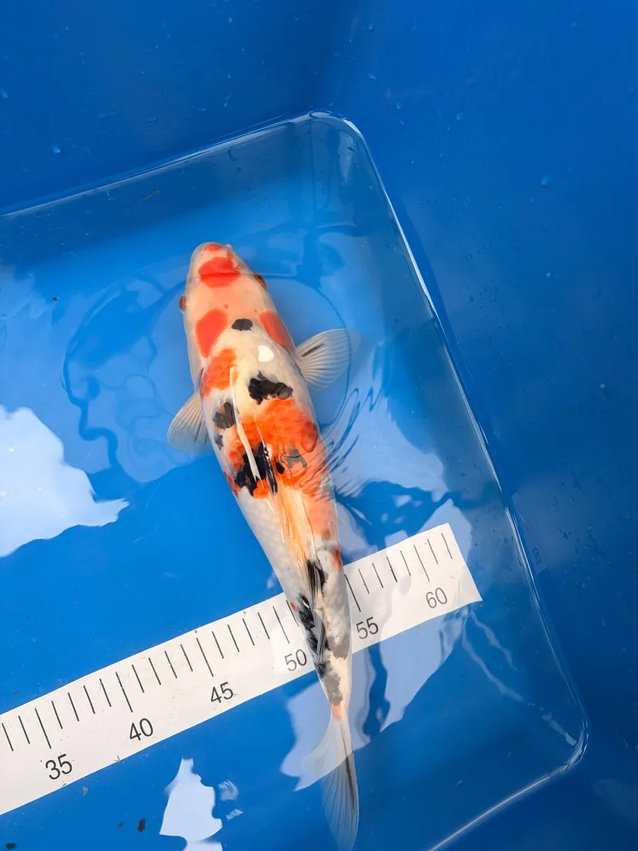 Koi fish - Image 1