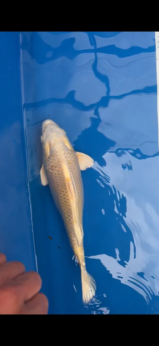 Koi fish - Image 2