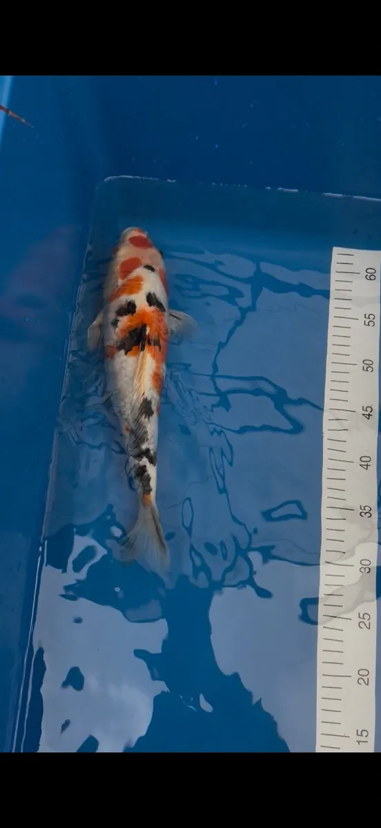 Koi fish - Image 3