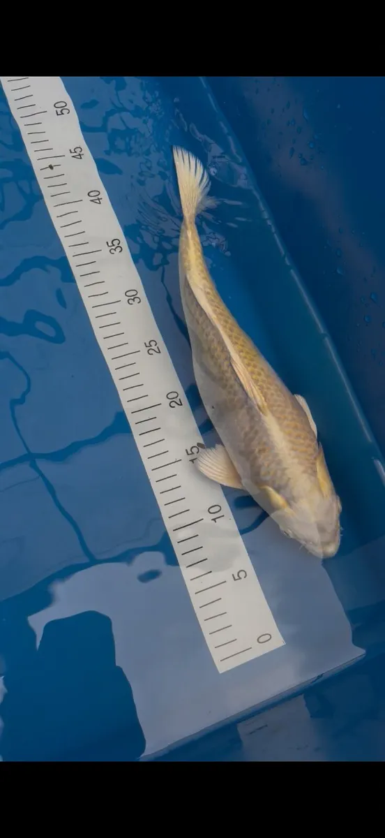 Koi fish - Image 4
