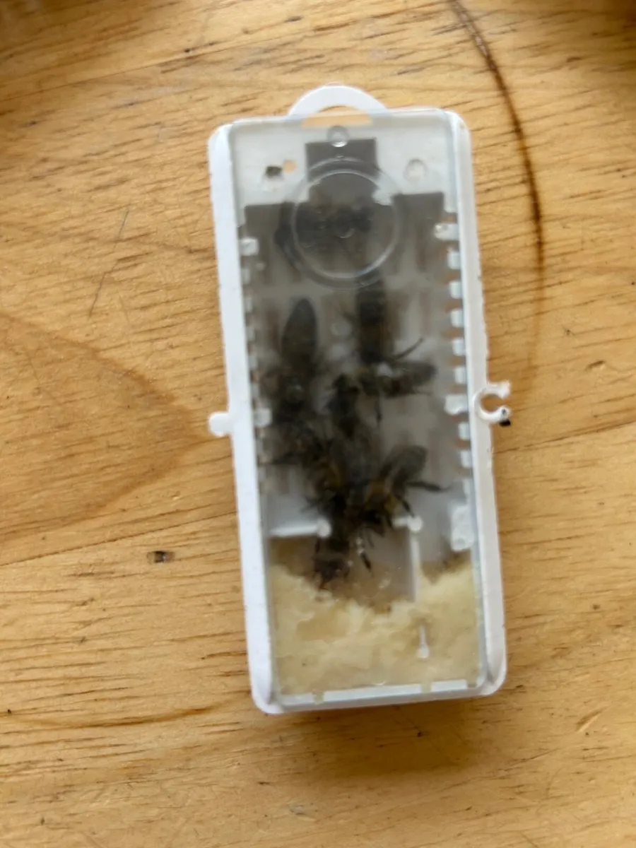 Queen bees, mated, marked 2026 - Image 2