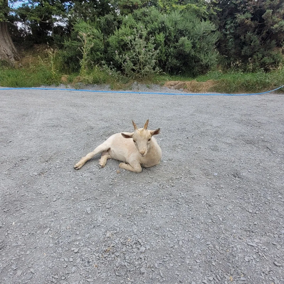 Pygmy cross goats - Image 3