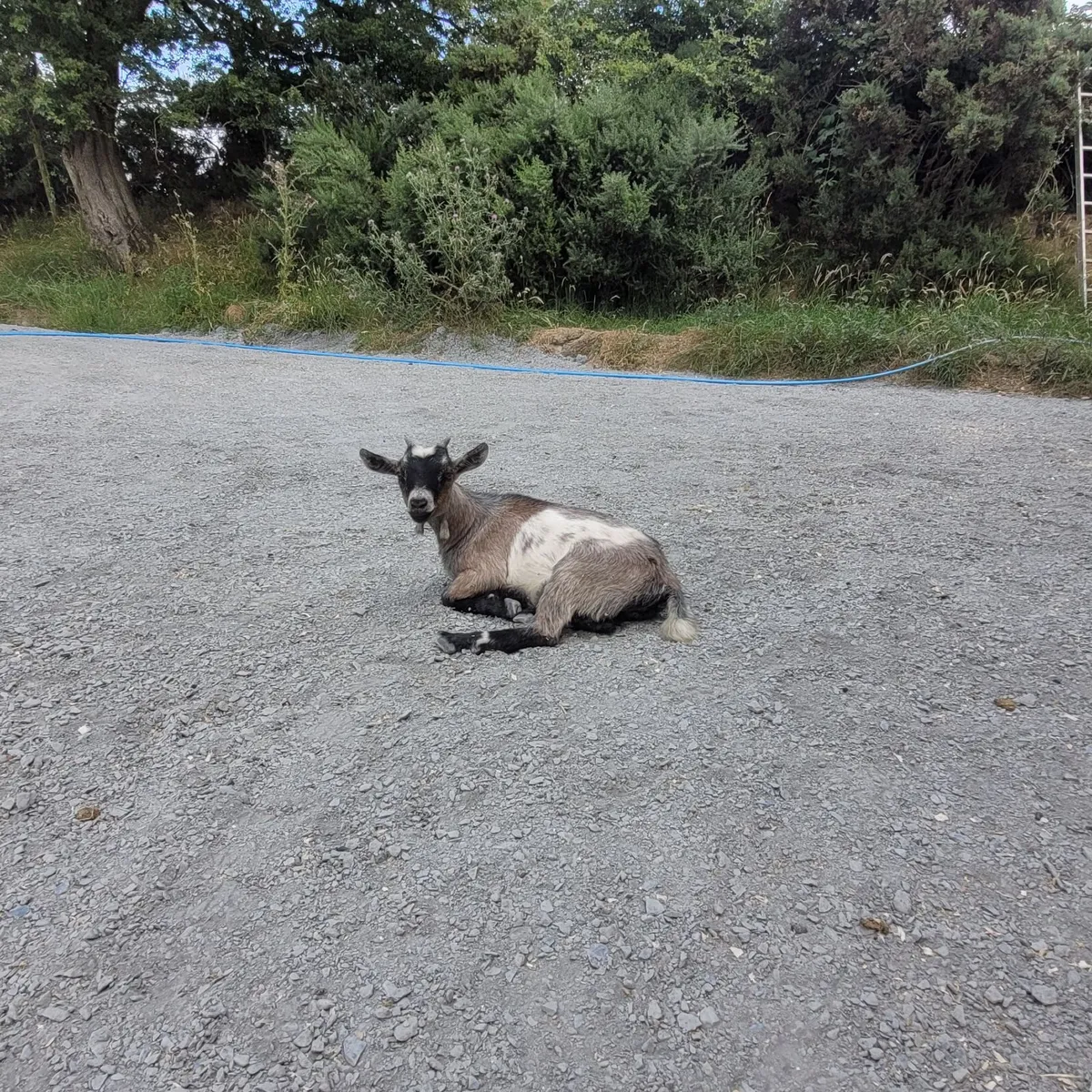 Pygmy cross goats - Image 4
