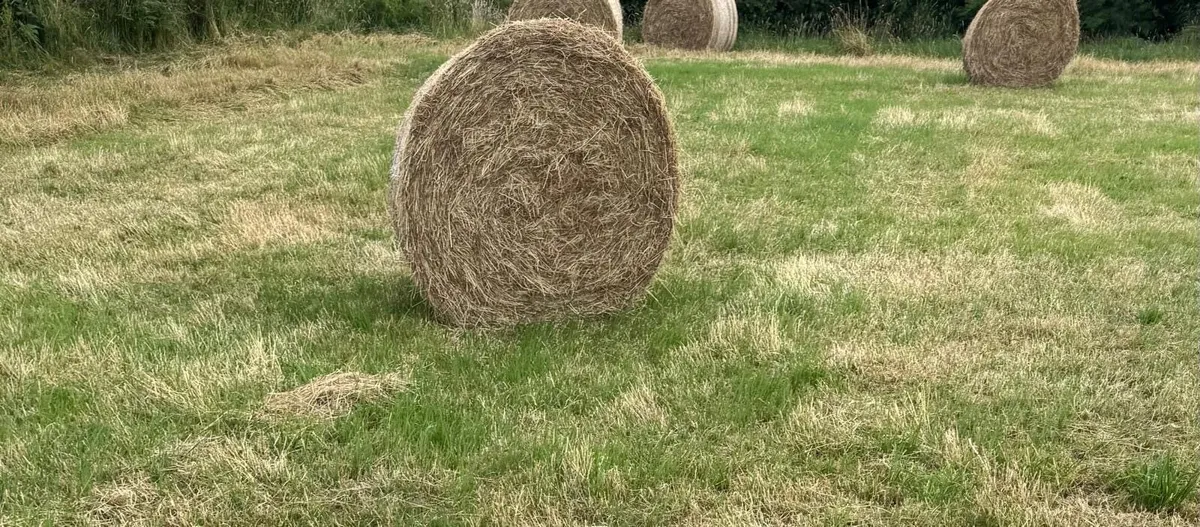 Hay for Sale - Image 1