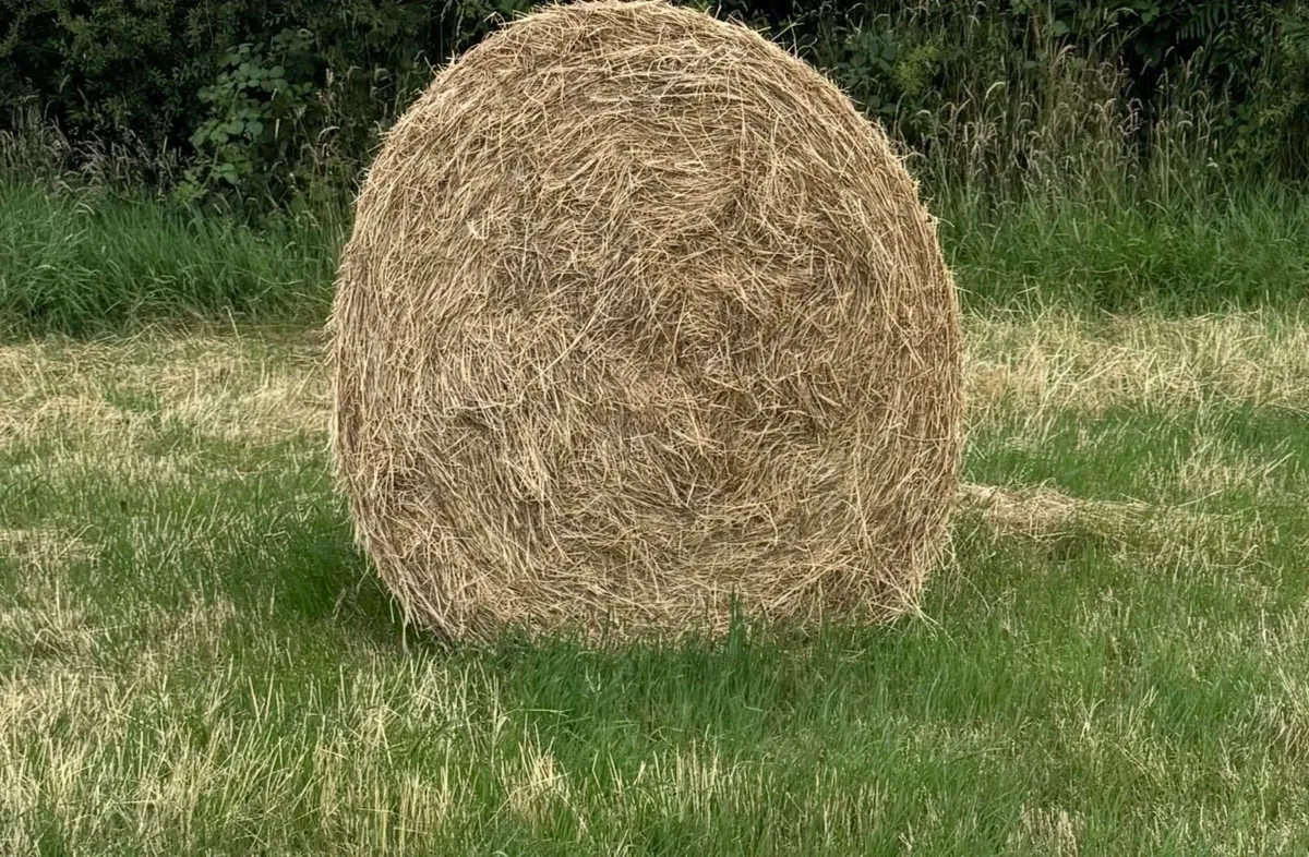 Hay for Sale - Image 2