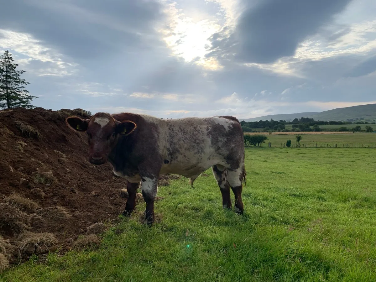 BEEF SHORTHORN BULL - Image 1